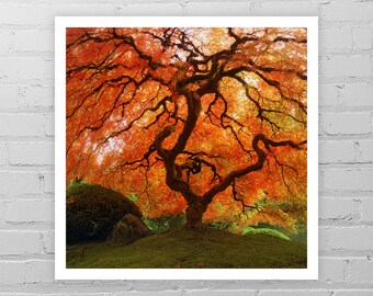 Red Japanese Maple Tree Photo Print/Autumn Wall Decor/Tree Art Print/Fall Color Asian Wall Decor/Portland Japanese Garden/Nature Photography