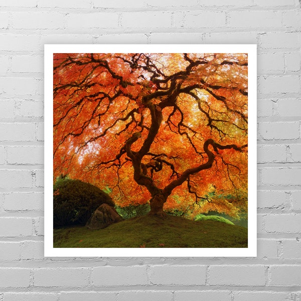 Red Japanese Maple Tree Photo Print/Autumn Wall Decor/Tree Art Print/Fall Color Asian Wall Decor/Portland Japanese Garden/Nature Photography