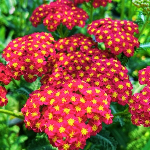 Fresh 5000 Achillea millefolium Seeds Rubra Yarrow Organic Red Perennial Flower Easy Grow Garden, annual, spring summer Perennial, US Seeds