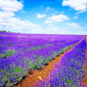 Fresh 1200 Lavender Vera Seeds Autumn Perennial Flower Easy Grow Seeds Low Maintenance Garden Seeds Fast Growing Seeds Patio Garden Seeds
