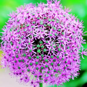 Fresh 10.000 Giant Onion Seeds Allium giganteum Annual Flower Easy Grow Garden, annual, spring, summer,Perennial, US Seeds