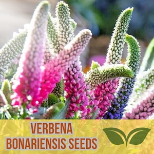 Veronica Longifolia Seeds – 162 Blue & Pink Speedwell | Long Leaf Perennial Flower | Pollinator Friendly | US Seller
