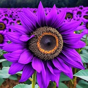 Puede incluir: Un girasol morado vibrante con un centro marrón oscuro y detalles amarillos. El girasol está enfocado y el fondo está desenfocado, mostrando un campo de otros girasoles morados.