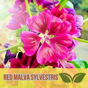 Red Malva Sylvestris var. Mauritiana Rosea Seeds – 50 Seeds | Mauritian Tree Mallow | Rare Perennial Flower Garden Plant