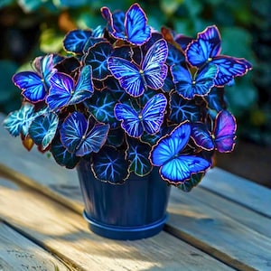 May include: A vibrant blue potted plant with butterfly-shaped leaves and several blue butterfly decorations. The plant is in a dark blue pot, sitting on a wooden surface. The leaves have a dark blue base with lighter blue veins and edges.