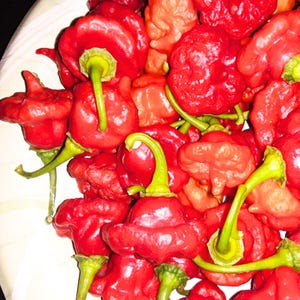 100 semi di peperoncino Aji Dulce Cachucha: dolce cimelio caraibico, coltivato negli Stati Uniti