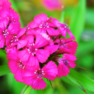 Fresh 10.000 Dianthus barbatus Seeds Pink Dianthus Organic Pink Perennial Flower Easy Grow Garden, annual, spring summer Perennial, US Seeds