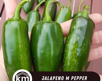 50 Jalapeño M Pepper Seeds: Heirloom Non-GMO Hot Pepper
