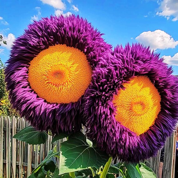 40 graines de tournesol ours en peluche fleurs géantes jaunes violettes  rares