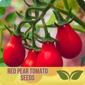 Red Pear Tomato Seeds – 30 Non-GMO Heirloom Cherry Tomatoes – Sweet & Juicy Mini Pear-Shaped Fruits – Garden Favorite