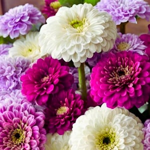 50 Seeds Bluberry Cream Colors Mix Zinnia Flower, Seeds Easy Grow, Garden Seeds, Fast Growing Seeds, Patio Garden Seeds