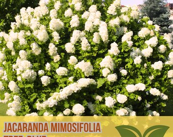 Hydrangea Plants | Stunning Flowering Shrubs for Gardens