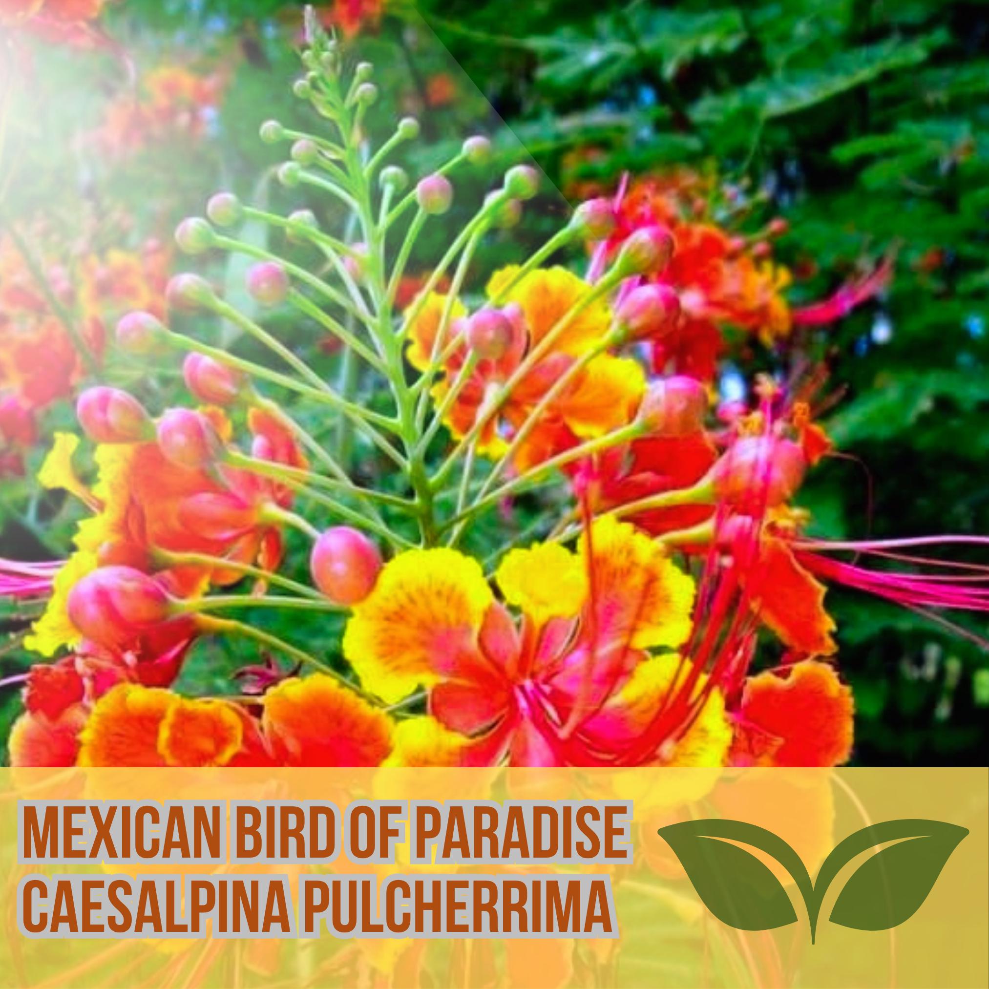 When to Plant Mexican Bird of Paradise Seeds: Expert Timing Tips
