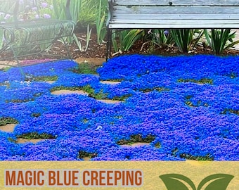 20000 Magic Blue Creeping Thyme Seeds: Drought Tolerant Ground Cover