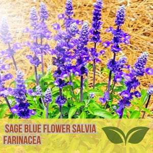 150 Blue Sage Seeds | Salvia farinacea | Blue Flowering Ornamental | Pollinator Plant | Fast Growing | Non-GMO | USA Seller