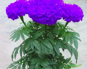 100 Purple Marigold Seeds: Easy Grow, Drought Tolerant