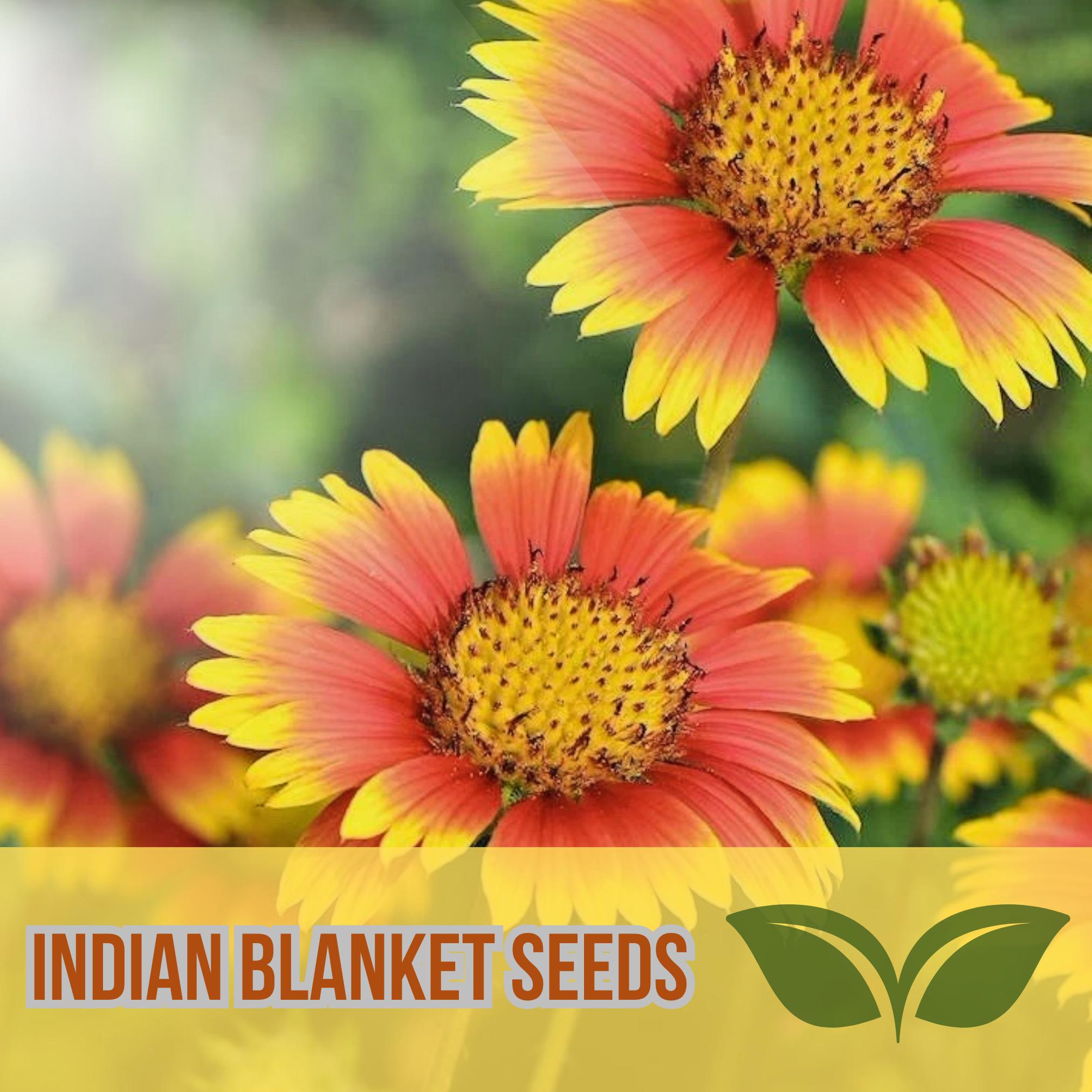 thumbnail interactive-video image 1 of TomorrowSeeds Indian Blanket Flower Seeds – 200+ Count, Gaillardia Pulchella (Annual, 2025 Harvest) 1 of 5