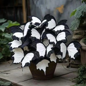 200 Moonlight Butterfly Begonia Seeds: Rare Perennial Garden Plant