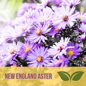 500 New England Aster Seeds – Aster novae-angliae – Perennial Wildflower – Pollinator Friendly – Non-GMO USA Seeds