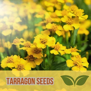50+ Mexican Tarragon Seeds – Tagetes lucida – Non-GMO Herb & Flower – Easy to Grow – Edible Leaves – Pollinator Friendly