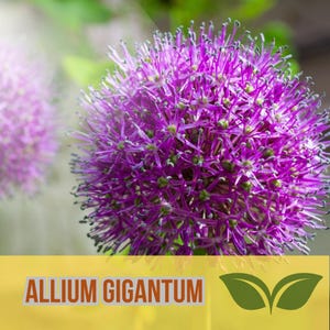 Allium giganteum Seeds – 100 Large 5-6" Purple Globe Flowers | Ornamental Onion | Hardy Perennial | Deer Resistant