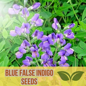 Blue False Indigo Seeds: Drought-Tolerant Native Wildflower - 50 Seeds
