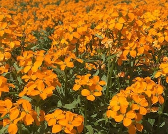 Siberian Wallflower Seeds