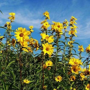 Maximilian Sonnenblumenkerne