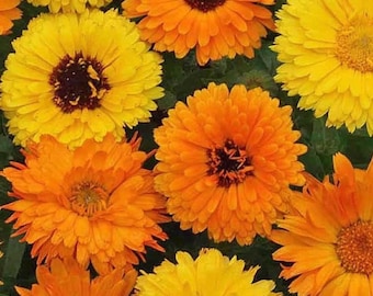 Pacific Beauty Calendula Seeds