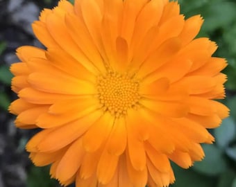 Ball's Orange Calendula Seeds