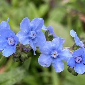 Chinesische Vergissmeinnicht Blumensamen