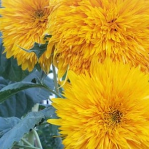 Teddy Bear Sunflower Seeds
