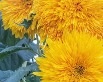Teddy Bear Sunflower Seeds