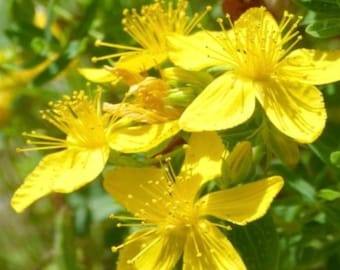 St. John's Wort Seeds | Heirloom