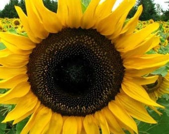 Mammoth Grey Stripe Sunflower Seeds