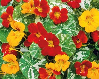 Alaska Nasturtium Flower Seed Mix