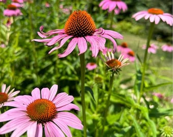 Purple Coneflower Echinacea Seeds
