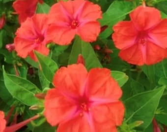 Red Four O&#39;Clock Flower Seeds