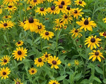 Black Eyed Susan Flower Seeds