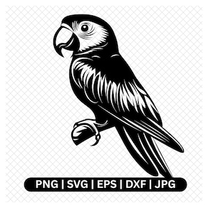 Gráfico vectorial digital de loro, pájaro SVG, PNG, EPS, DXF, JPG, arte tropical, clipart de loro, diseño de aves exóticas, descarga digital