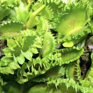 May include: A cluster of vibrant green Venus flytrap plants featuring multiple open traps with interlocking marginal spines. The leaves are bright lime green with some subtle reddish tinting visible on the inner lobes. Text reads Pitcher Perfect Plants.