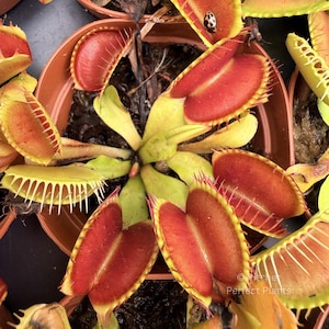 Venus flytrap (Dionaea muscipula) - Typical Form