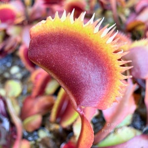 Red Piranha - Venus flytrap (Dionaea muscipula)