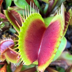 May include: A Venus flytrap plant featuring open, hinged leaves with deep red interiors and bright green edges. The leaf margins are lined with long, thin, pointed cilia. The text Pitcher Perfect Plants is visible in the lower right corner.