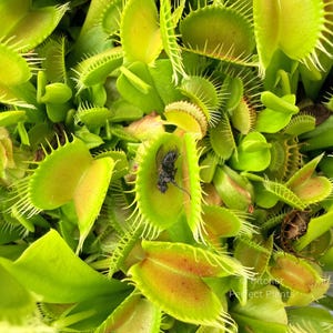 May include: A cluster of vibrant green Venus flytrap plants featuring numerous open, hinged leaves with spiky, tooth-like cilia along the edges. One central trap is closed around a dark-colored insect, displaying reddish-pink interior coloration.