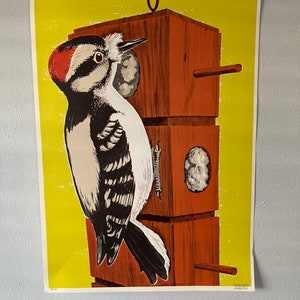 Póster de pájaro pájaro carpintero vintage