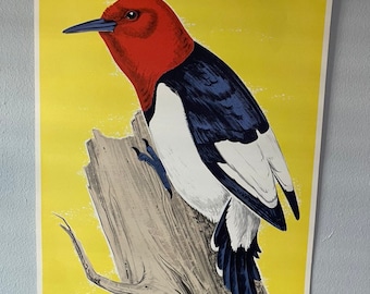 Vintage ROODHARIGE SPECHT Vogel POSTER