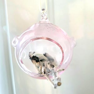 Puede incluir: Un pequeño terrario redondo de cristal rosa claro con una abertura transparente, suspendido por un hilo fino y amarillo. En el interior, plantas secas con detalles en blanco y negro. El terrario tiene pequeñas asas laterales decorativas.