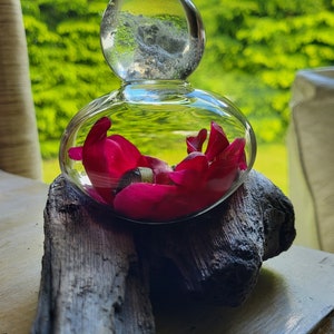 May include: A clear glass dome with a round top sits on a piece of driftwood. Inside the dome are pink rose petals.