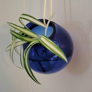 May include: A hanging, spherical, cobalt blue glass planter with a small opening at the top. The planter holds a spider plant with long, green and white striped leaves. The planter is suspended by a thin, beige cord.